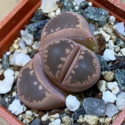 SH37911 Lithops otzeniana ‘Cesky Granat’