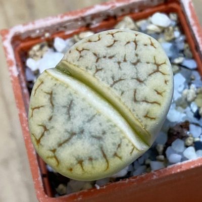 SH37912 Lithops gracilidelineata v. brandbergensis C383