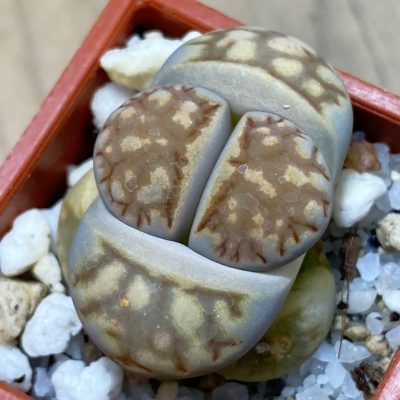 SH37913 Lithops julii ‘Kikushogiyoku’ hybrid