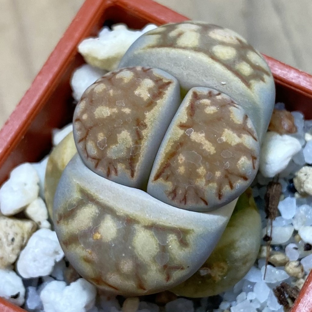 SH37913 Lithops julii ‘Kikushogiyoku’ hybrid