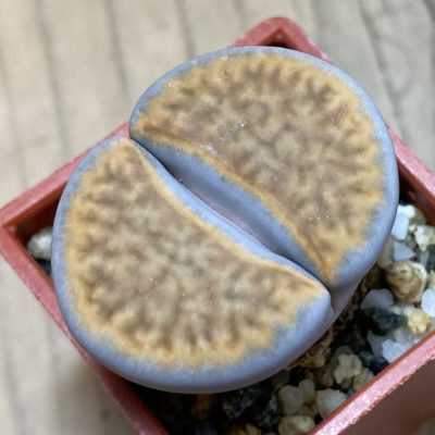 SH37914 Lithops karasmontana ‘Orange’