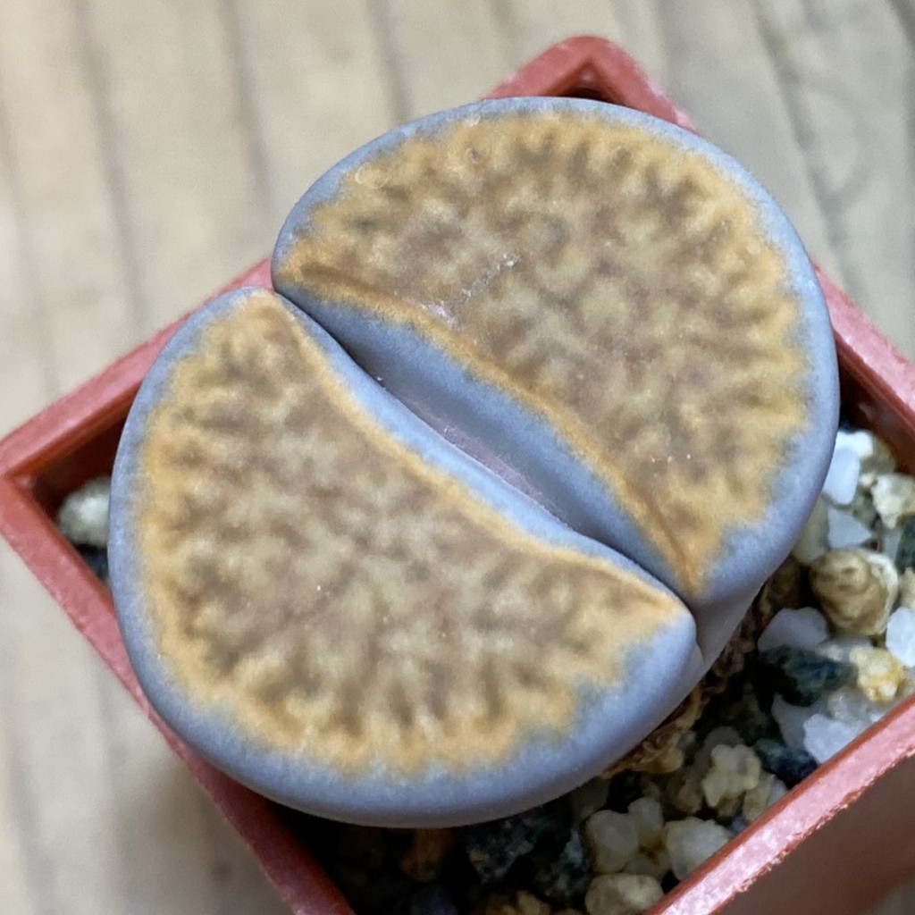 SH37914 Lithops karasmontana ‘Orange’