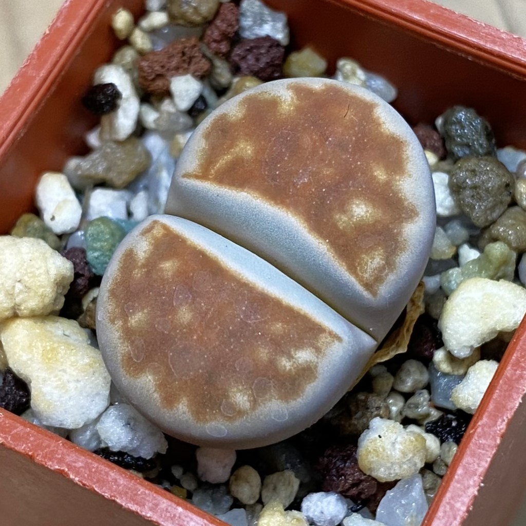 SH37915 Lithops karasmontana v. lateritia