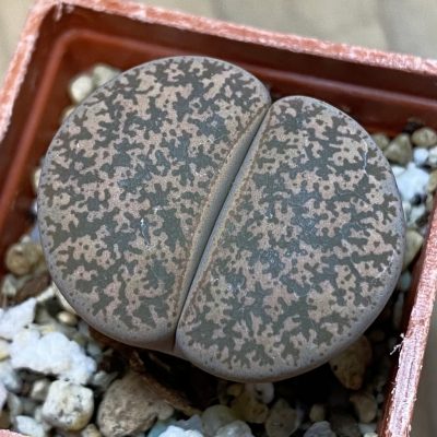 SH37916 Lithops lesliei