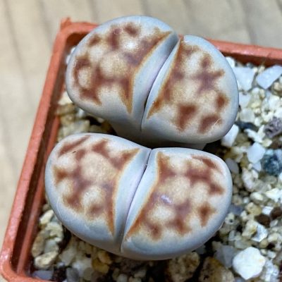 SH37917 Lithops karasmontana v. lateritia