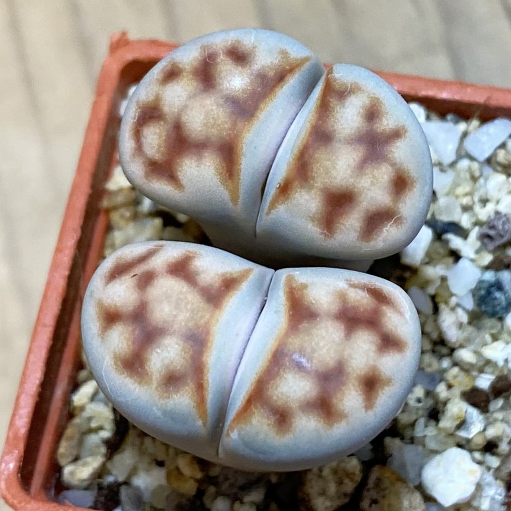 SH37917 Lithops karasmontana v. lateritia