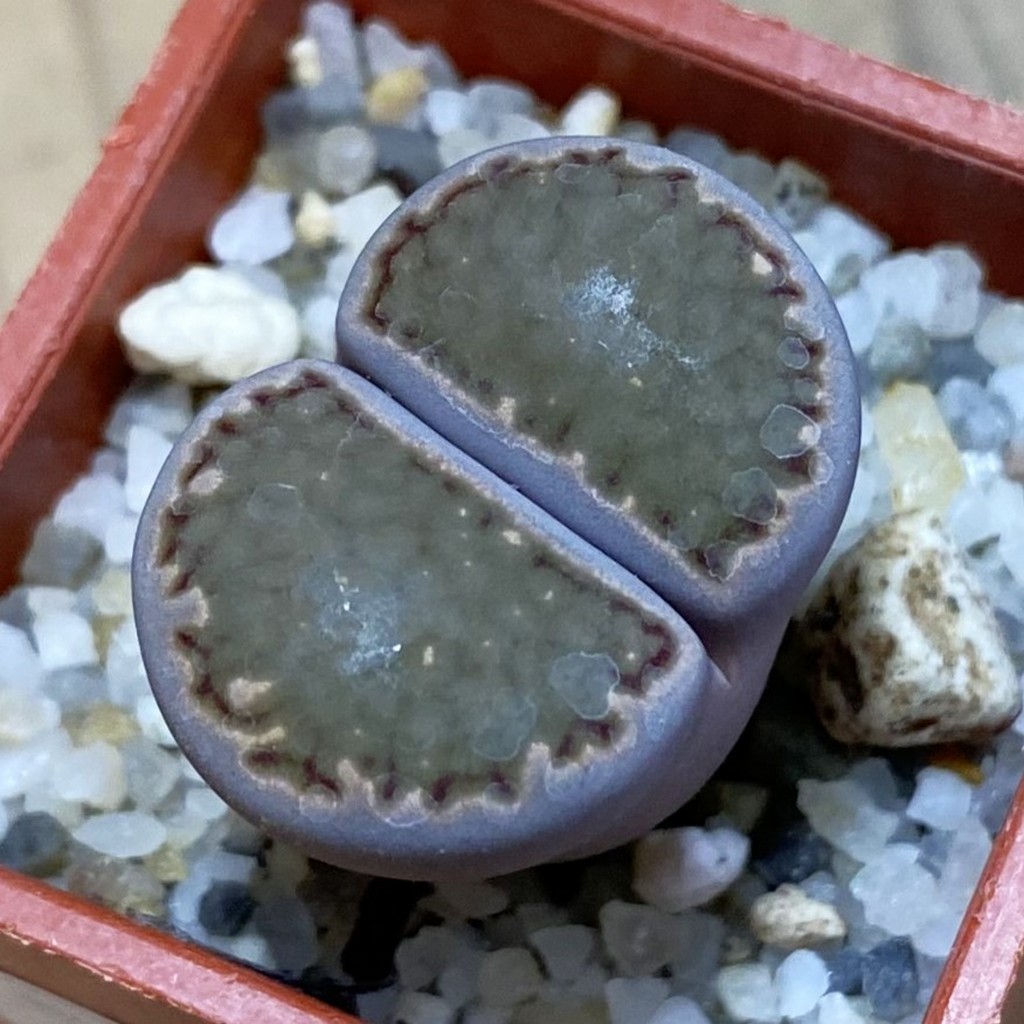 SH37918 Lithops salicola