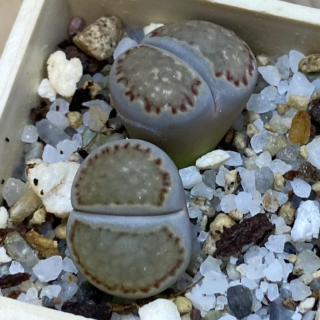 SH37919 Lithops salicola - Image 2