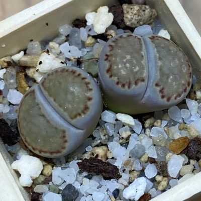 SH37919 Lithops salicola