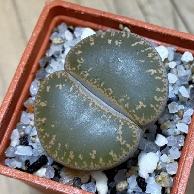 SH37920 Lithops lesliei