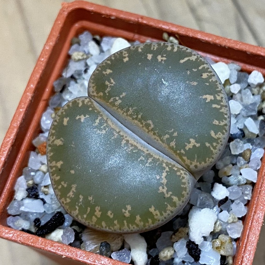SH37920 Lithops lesliei