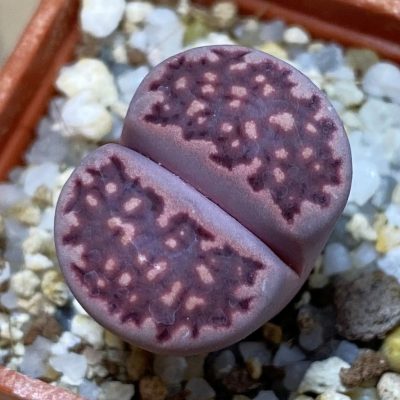 SH37891 Lithops salicola ‘Sato’s Violet’ hybrid