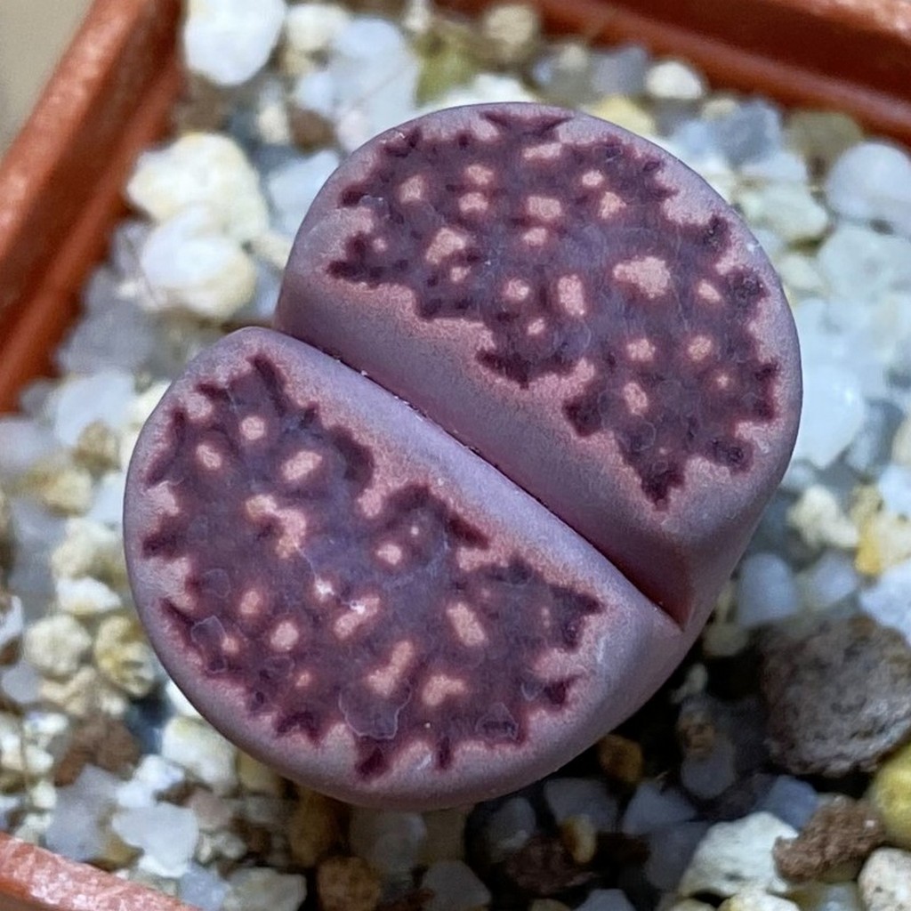 SH37891 Lithops salicola ‘Sato’s Violet’ hybrid
