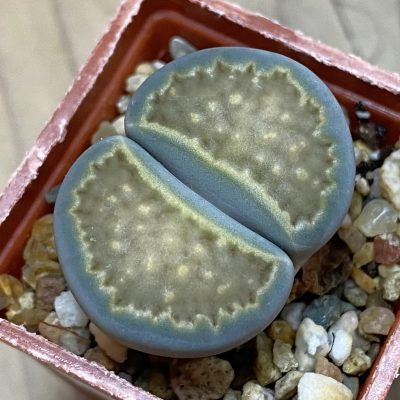 SH37921 Lithops hallii v. ochracea 'Green Soapstone'