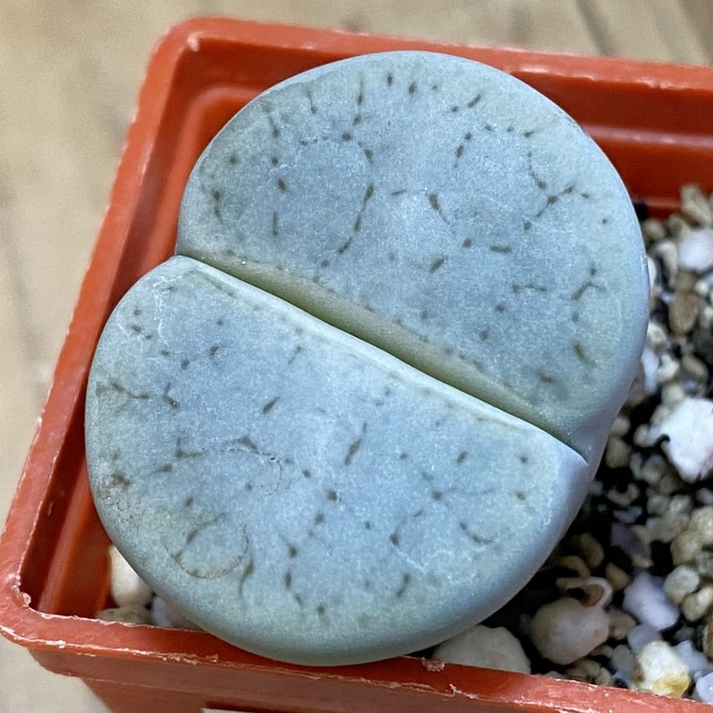 SH37922 Lithops pseudotruncatella v. archerae