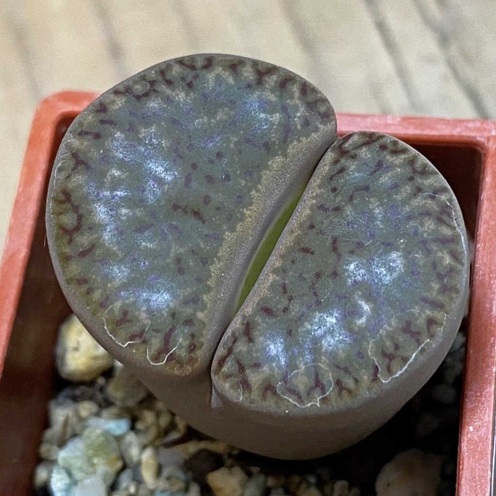 SH37923 Lithops bromfieldii v. insularis