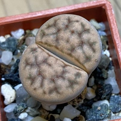 SH37924 Lithops karasmontana