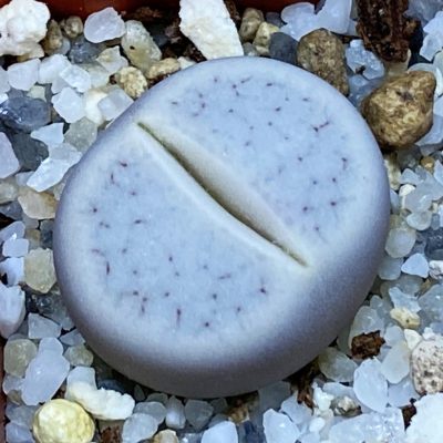 SH37925 Lithops gracilidelineata