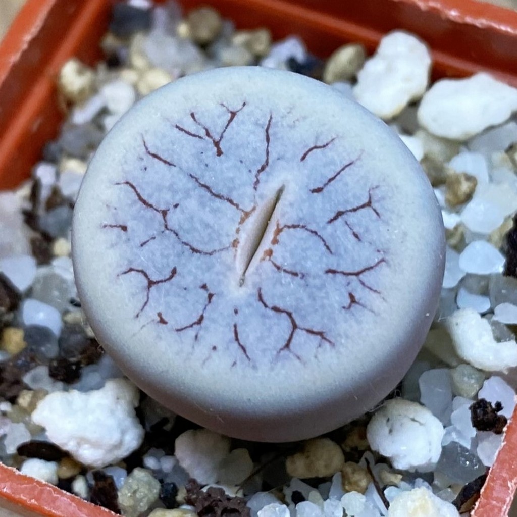 SH37926 Lithops gracilidelineata