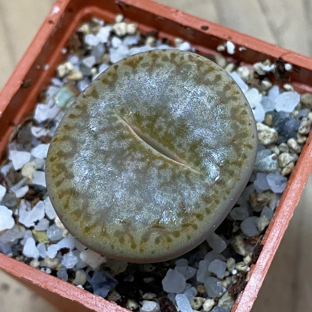 SH37927 Lithops pseudotruncatella