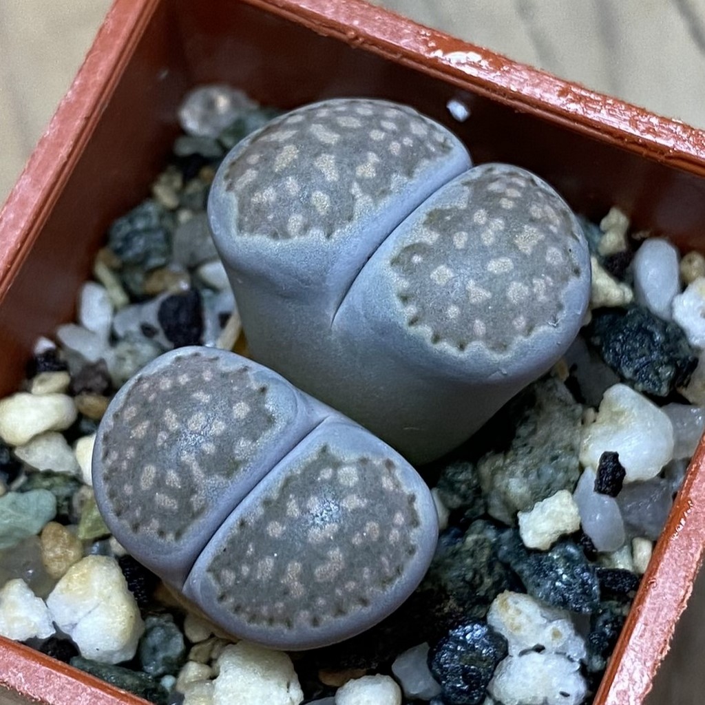 SH37928 Lithops salicola v. reticulata