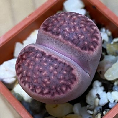 SH37929 Lithops salicola ‘Sato’s Violet’ hybrid
