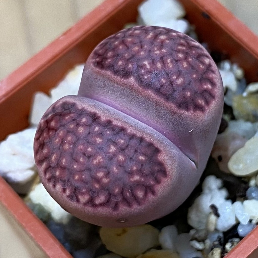 SH37929 Lithops salicola ‘Sato’s Violet’ hybrid