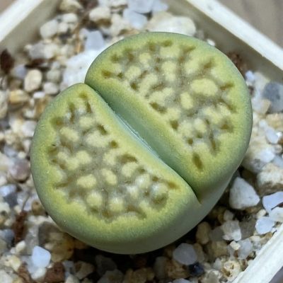 SH37892 Lithops hallii ‘Green Soapstone’