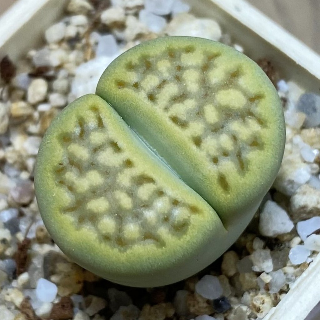 SH37892 Lithops hallii ‘Green Soapstone’