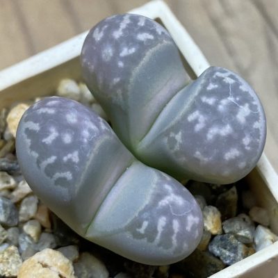 SH37930 Lithops marmorata v. framesii