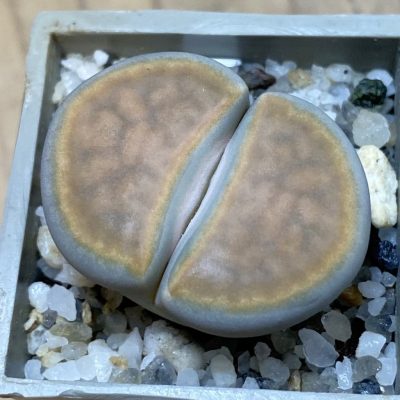 SH37931 Lithops karasmontana