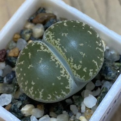 SH37932 Lithops lesliei