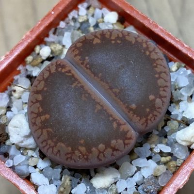 SH37933 Lithops aucampiae ‘Rubrobrunneus’