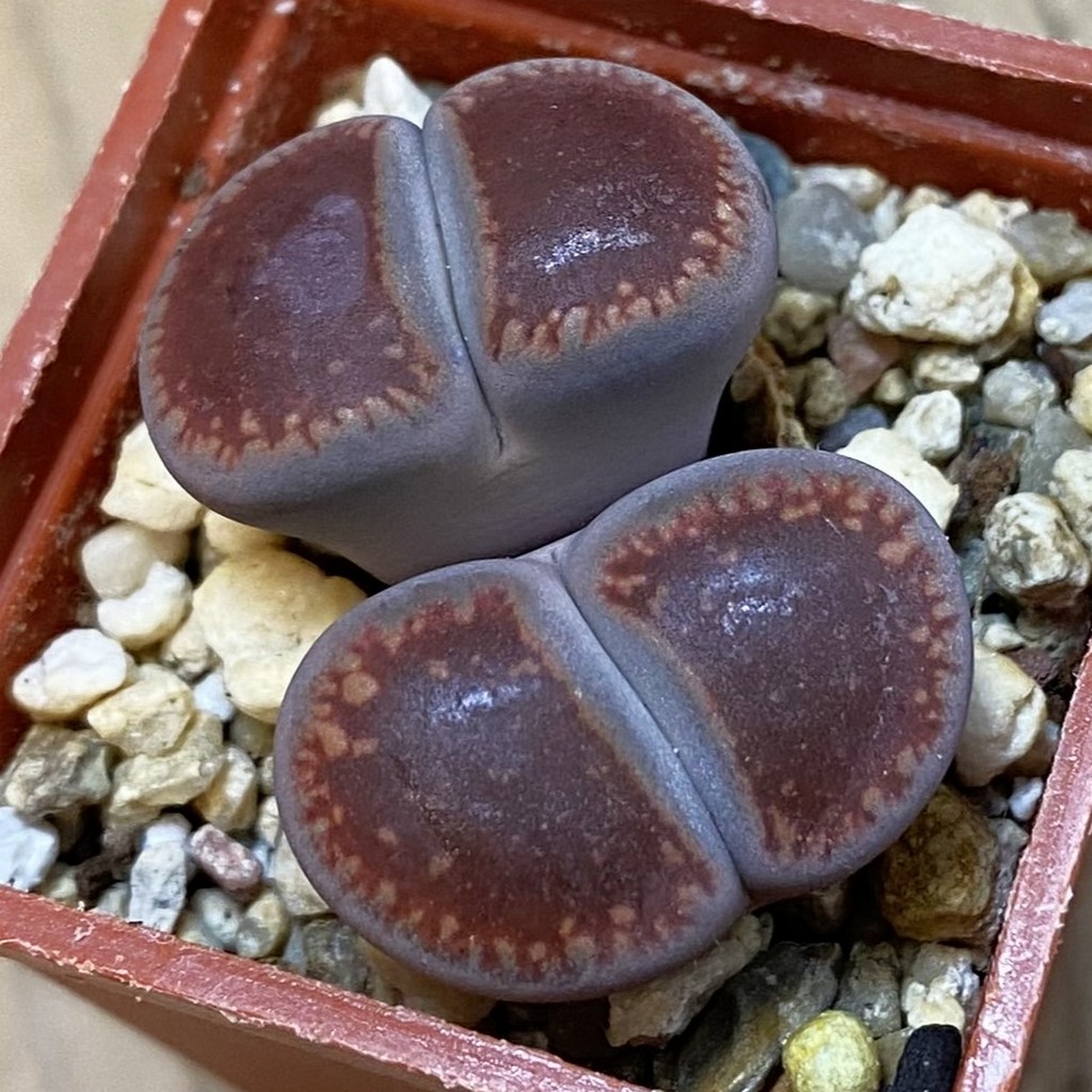 SH37934 Lithops aucampiae ‘Rubrobrunneus’