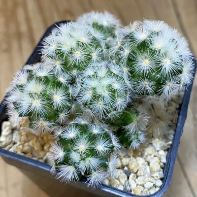 SH38017 Mammillaria carmenae hybrid