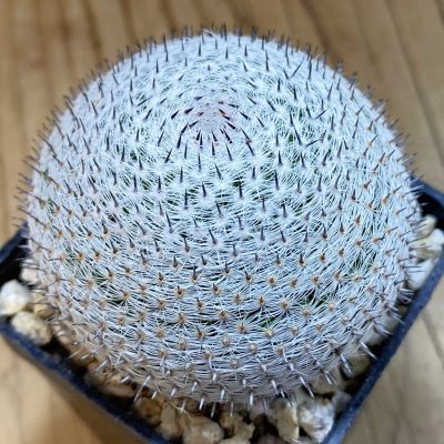 SH38018 Mammillaria microthele v. superfina