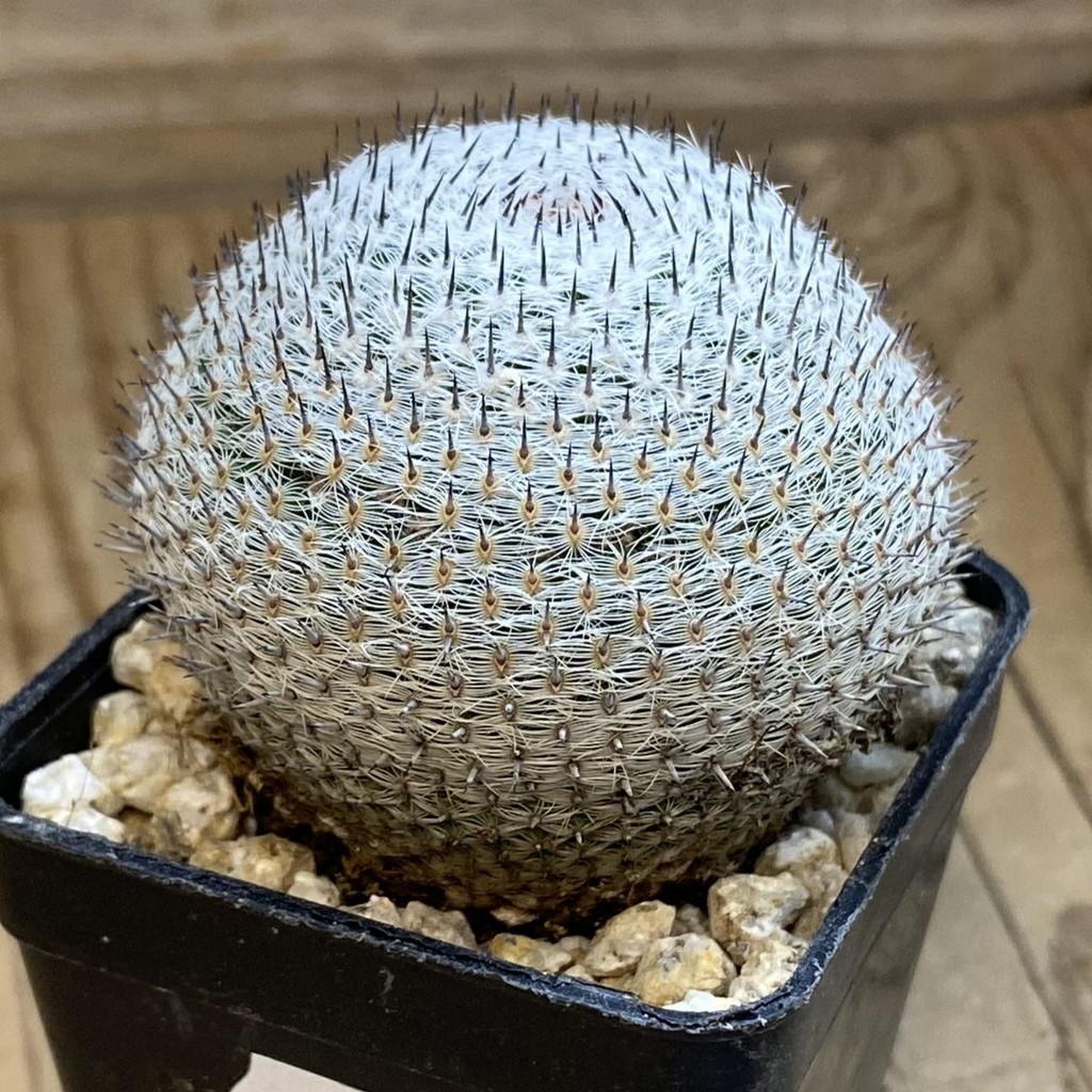 SH38018 Mammillaria microthele v. superfina - Зображення 2