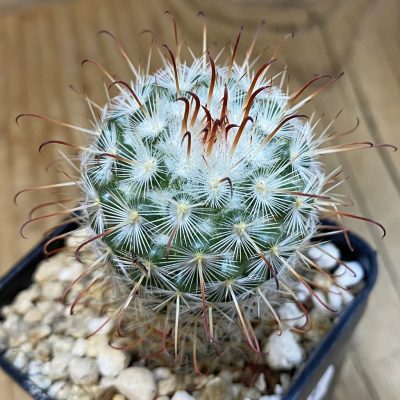 SH38019 Mammillaria bombycina