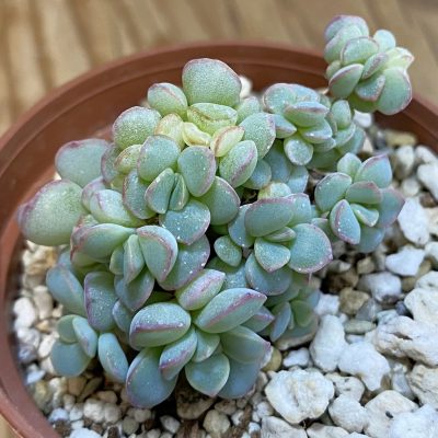 SH37986 Echeveria ‘Apus’ f. cristata
