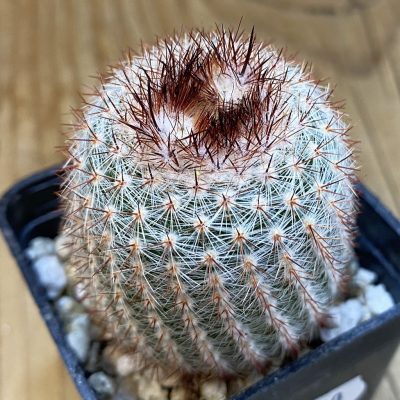 SH38020 Parodia scopa
