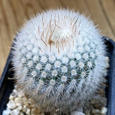SH38021 Parodia scopa