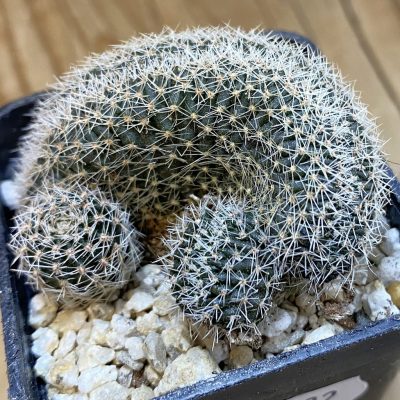 SH38022 Lobivia densispina f. cristata