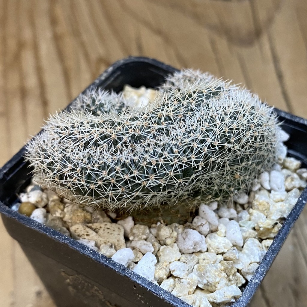 SH38022 Lobivia densispina f. cristata - Зображення 2