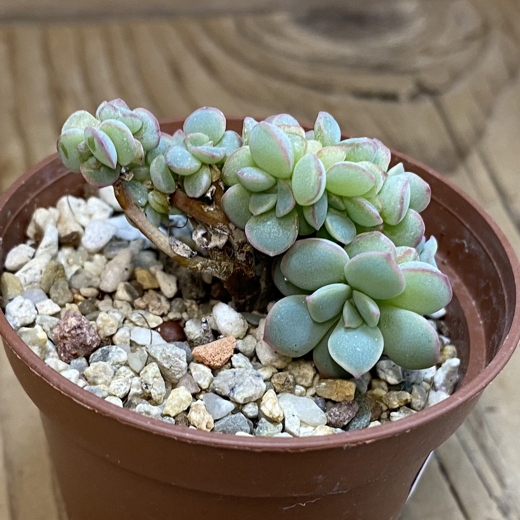 SH37986 Echeveria ‘Apus’ f. cristata - Зображення 2