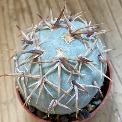 SH38023 Tephrocactus geometricus