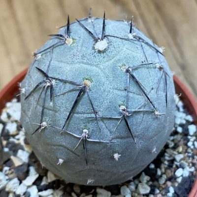 SH38024 Tephrocactus geometricus