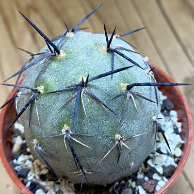 SH38025 Tephrocactus geometricus