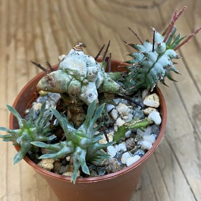 SH38027 Euphorbia horrida f. monstrosa