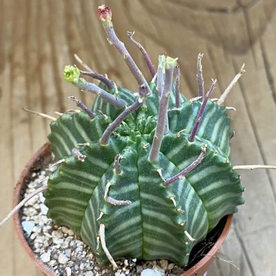 SH38028 Euphorbia valida
