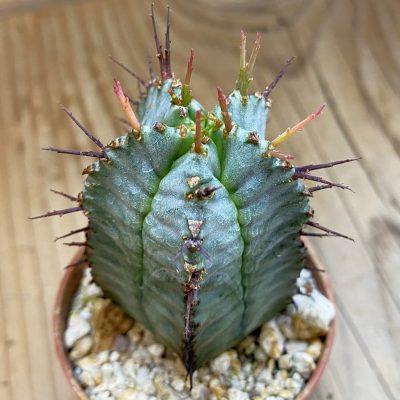 SH38029 Euphorbia horrida hybrid